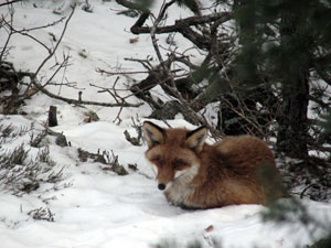 FoxPro!!! random pictures
